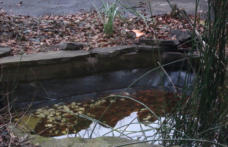 School Pond